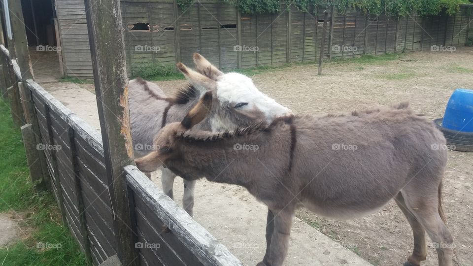 Donkeys