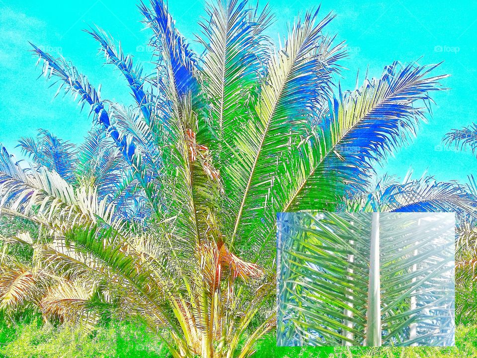 palm tree abnormally short internode.the distance between the leaflets on the midrib appears very close and the midrib looks short