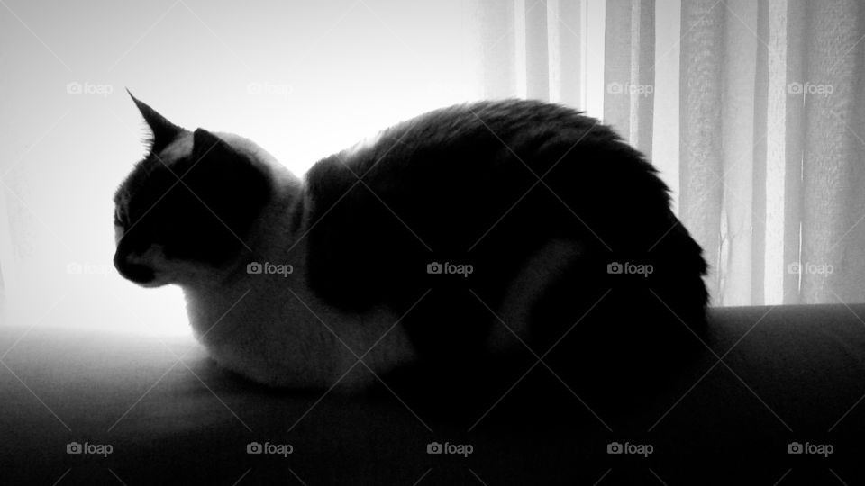 Black and White cat laying down