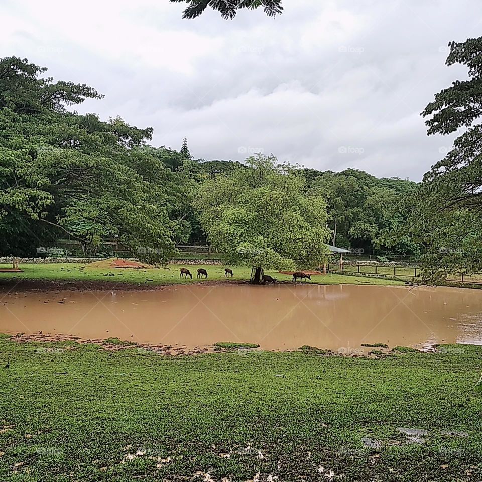 Deers playing near the lake