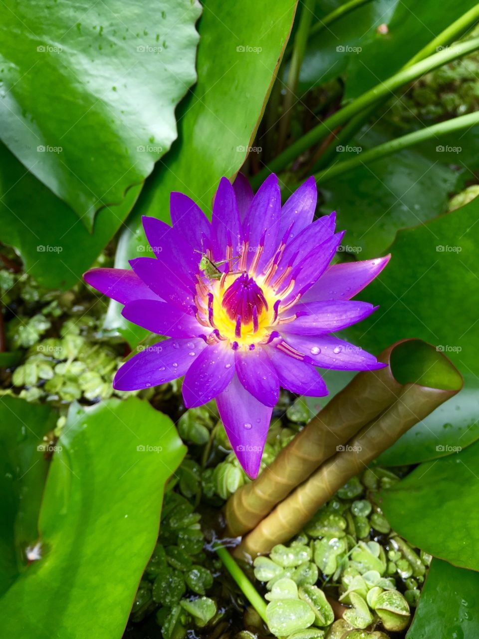 Purple lily + bonus hopper. Beautiful purple lily with a bright green grass hopper sitting on it. Calm peaceful water scene