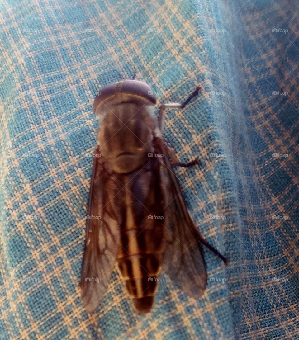 This is a beautiful🐝🐝🐝🐝🐝