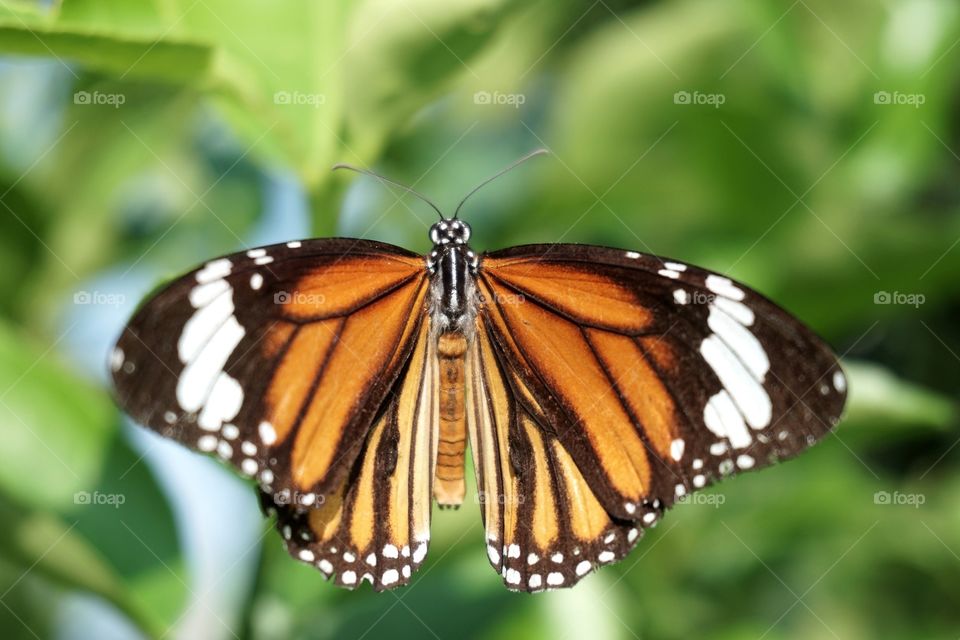 Butterfly in nature garden