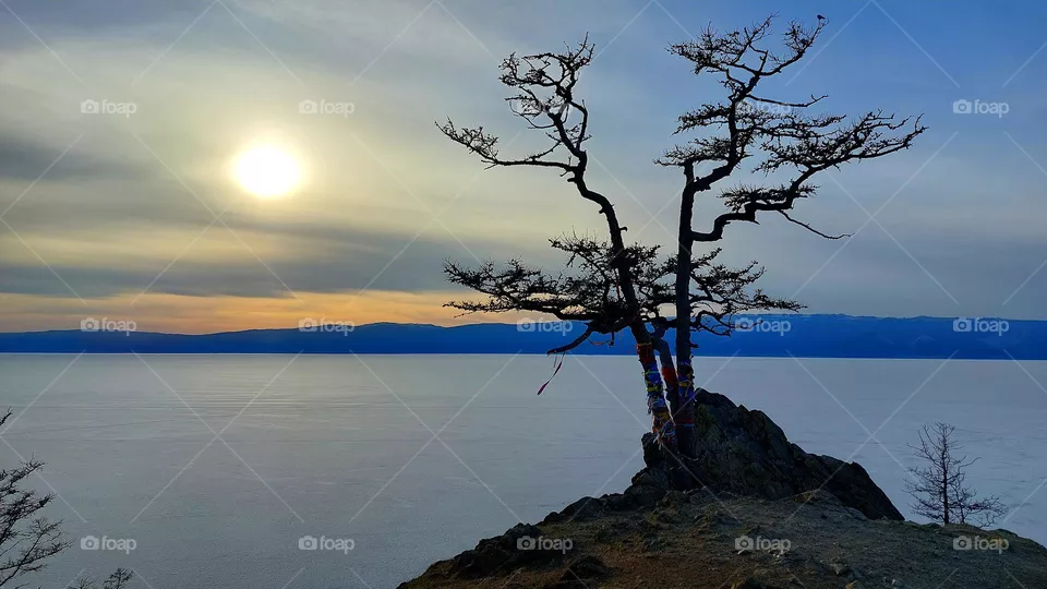 Baikal larch at sunset