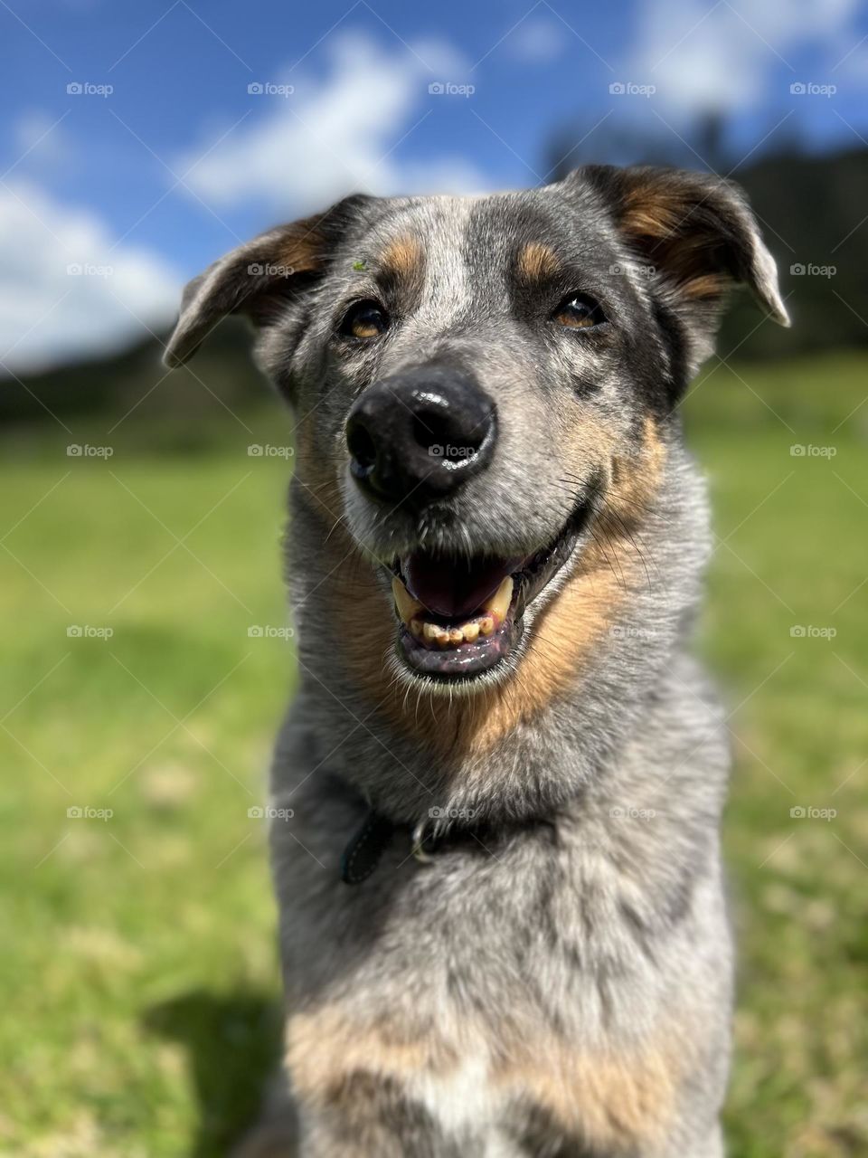 Perra feliz en el campo 