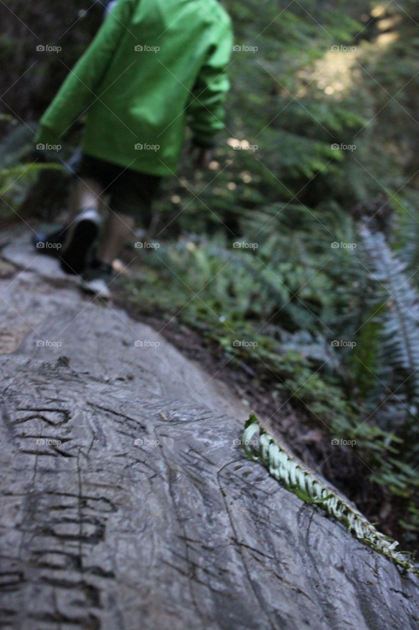 Children walking across fallen redwood covered in ferns at Jedidiah National Park California  