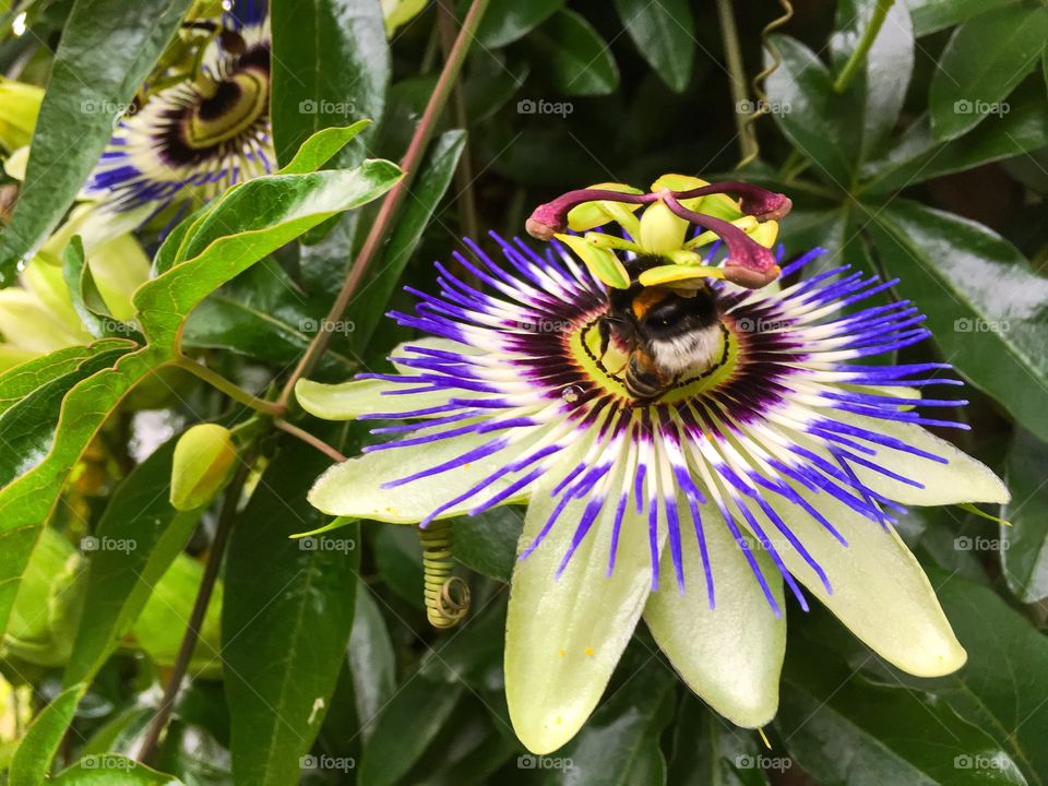 Passion flower and bee.