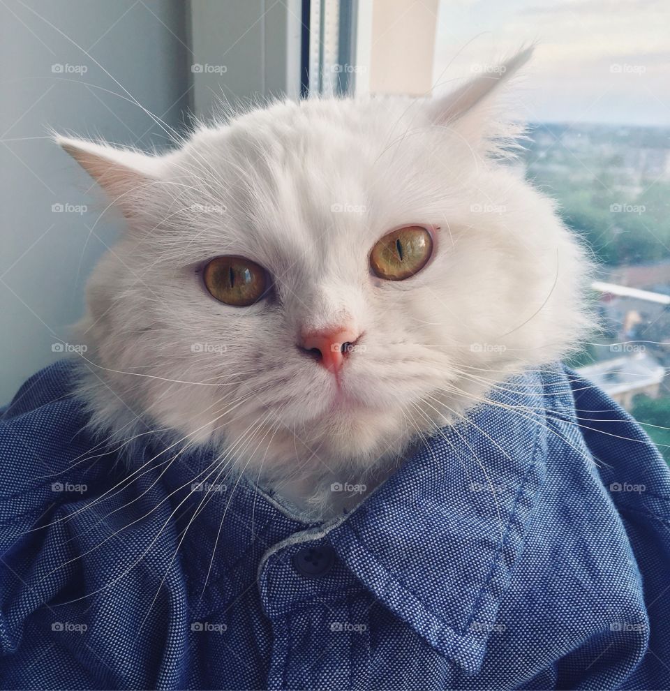 Fashion cat