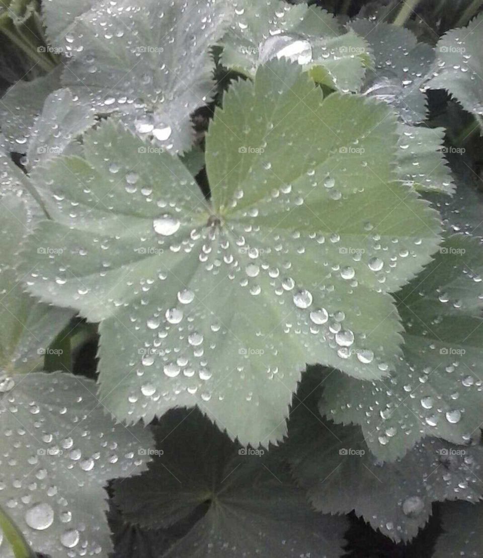 rain drops on leaf