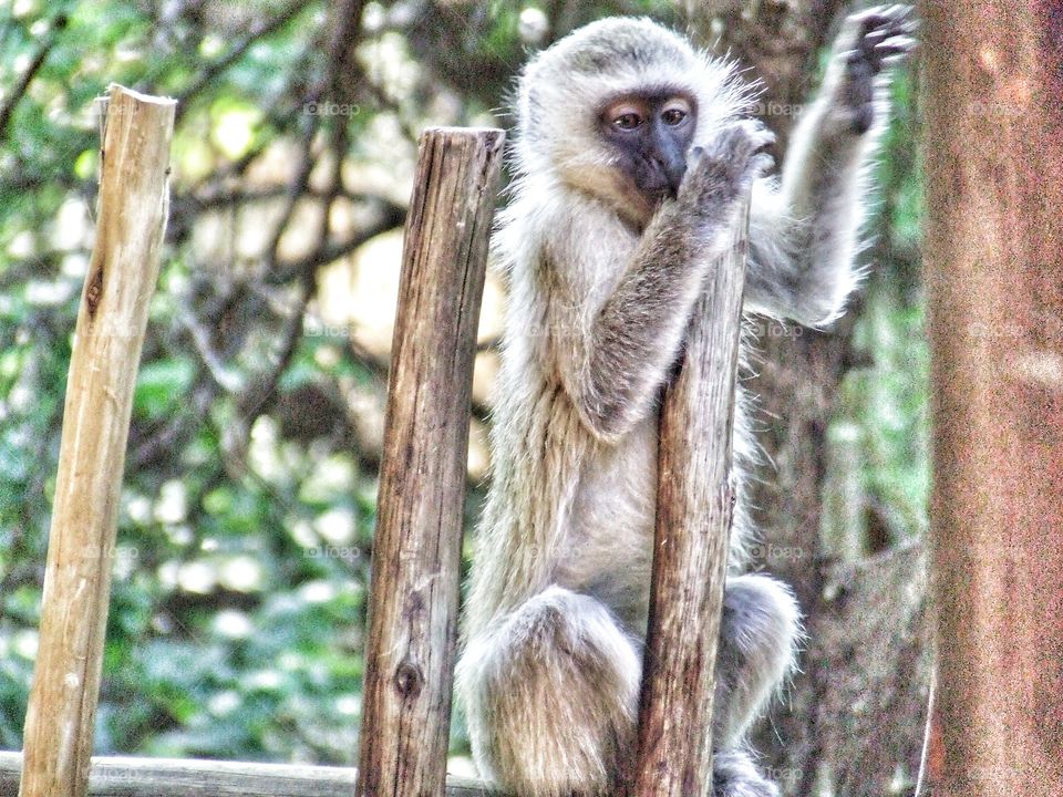 Monkey photo capturing their curious nature.