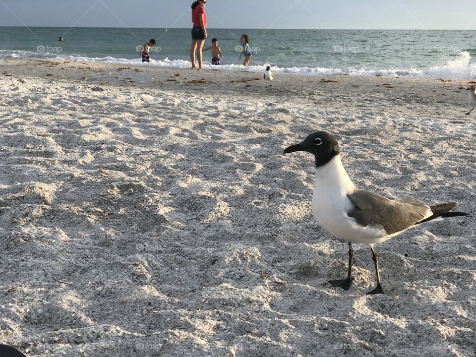 Florida's Beach 