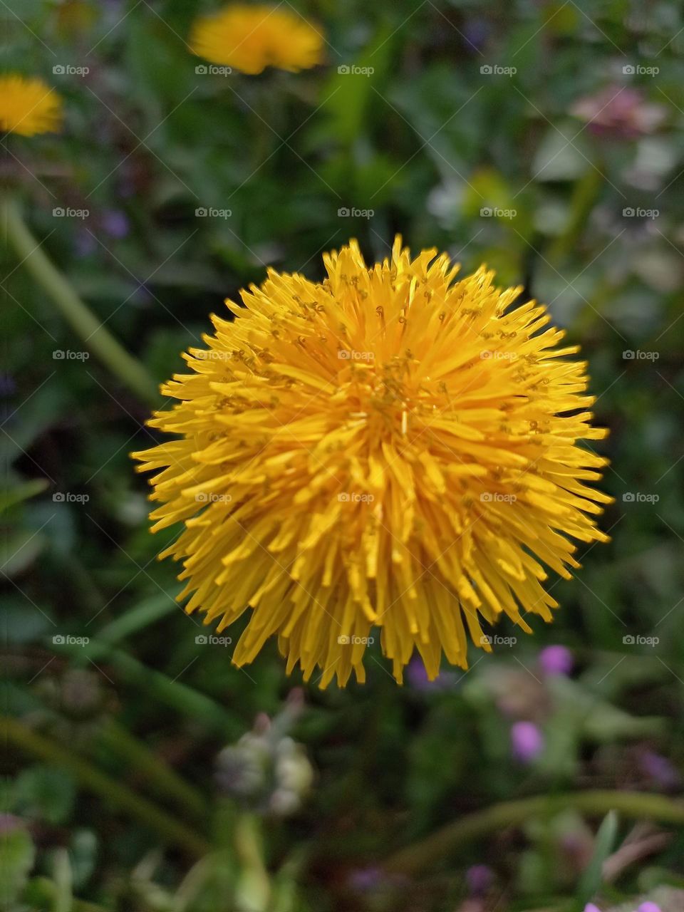 dandelion
