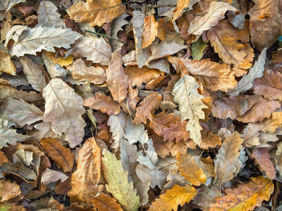 Pile of brown oak leaves fallen on the ground