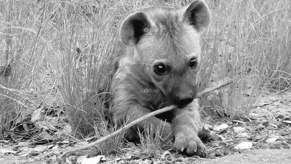Hyena cub playing with a stick