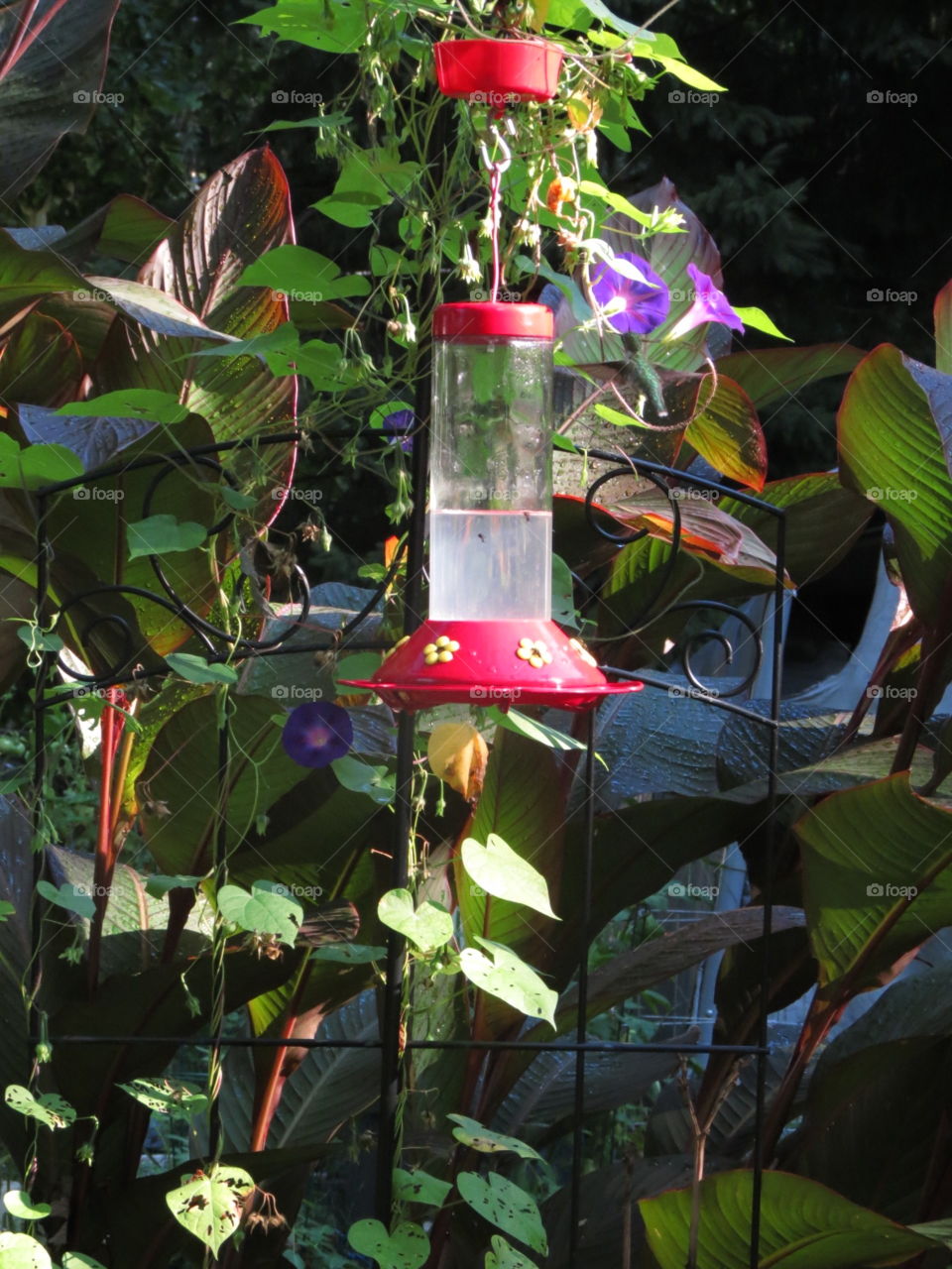 Where's the hummingbird? Feeder with a camouflaged hummingbird.