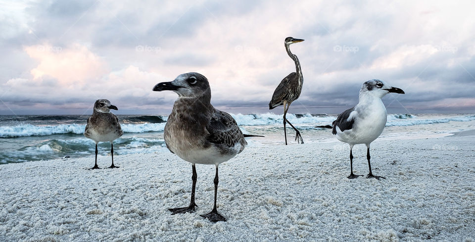 sea birds looking for a storm.