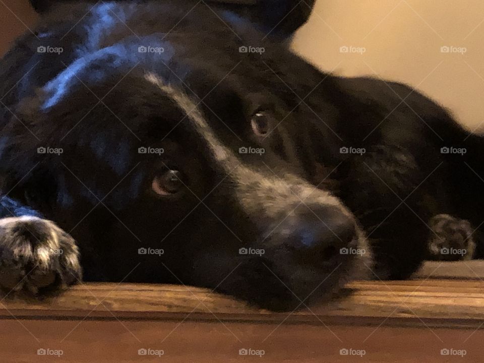 Loki the loyal border collie