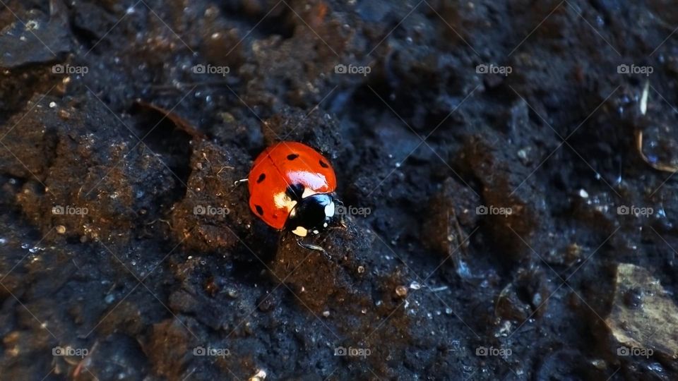 Macro photo of a ladybug on the ground