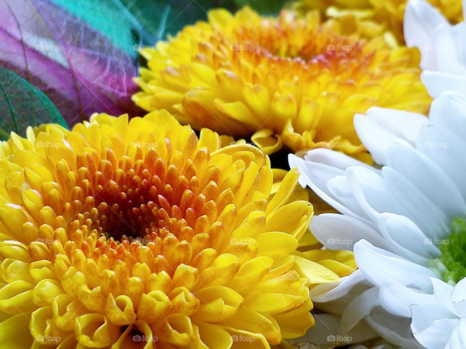Flowers ชื่อวิทยาศาสตร์ : Ger. ชื่อวิทยาศาสตร์ : Gerbera jamesonii วงศ์ : Compositae ชื่อสามัญ : Gerbera ชื่ออื่น ๆ : Barberto Daisy, Transvaal Dai