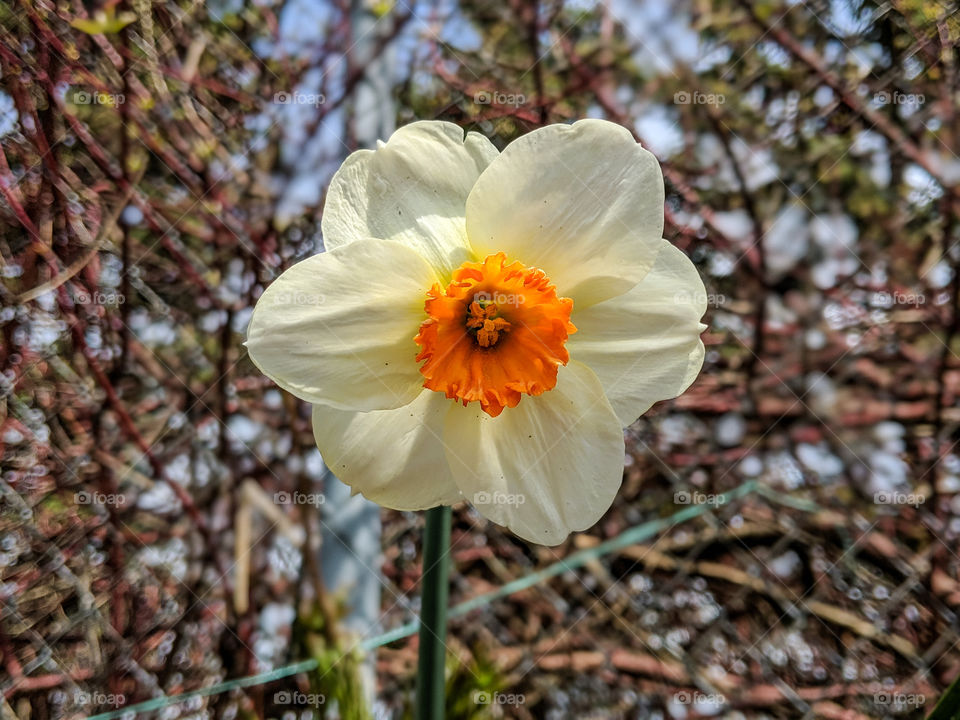 a beautiful flower in the spring time