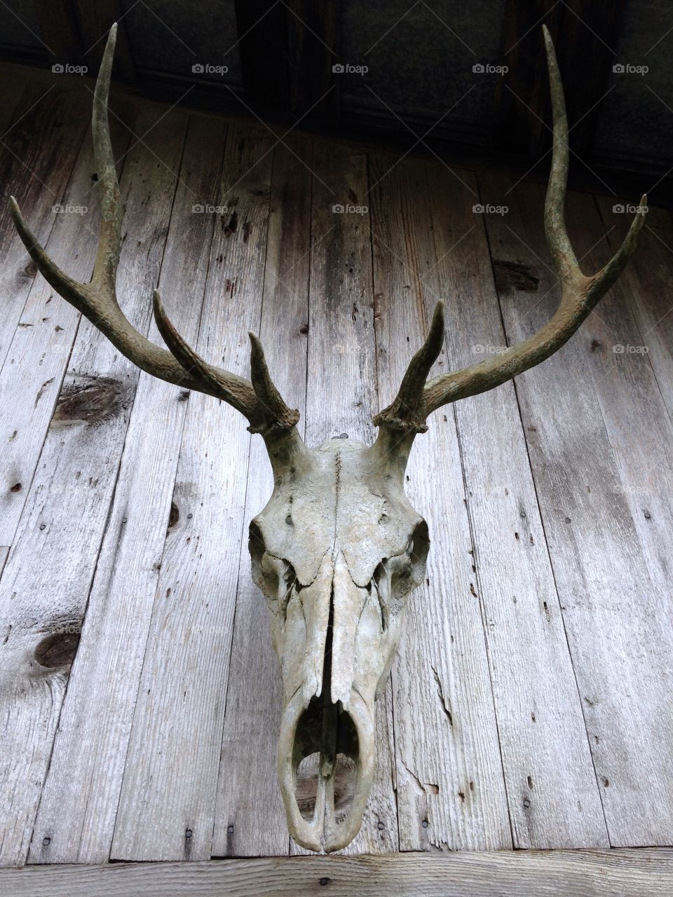The old elk skull guarding the barn. 