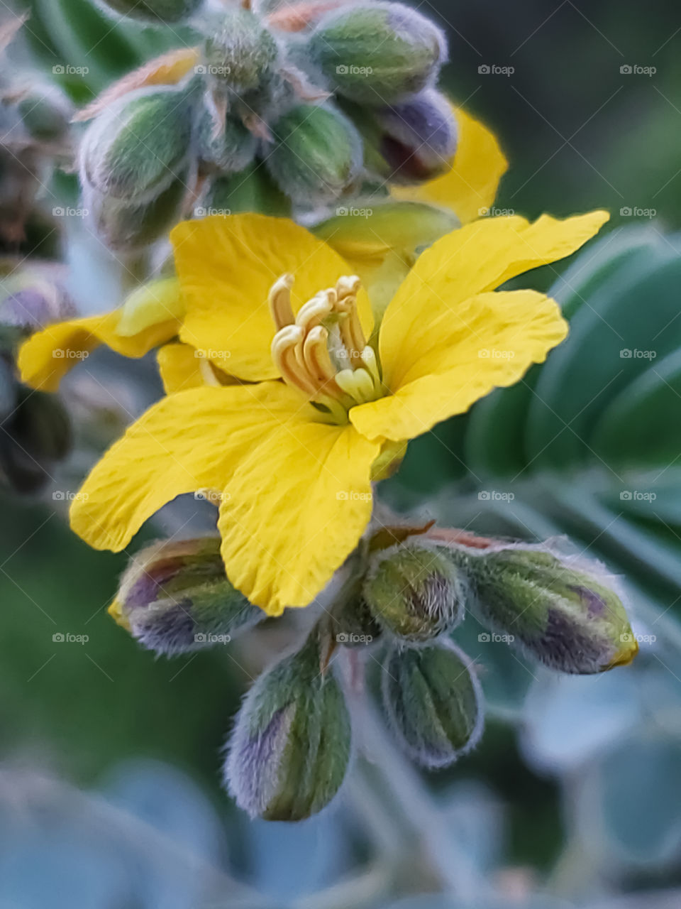 Yellow wildflower