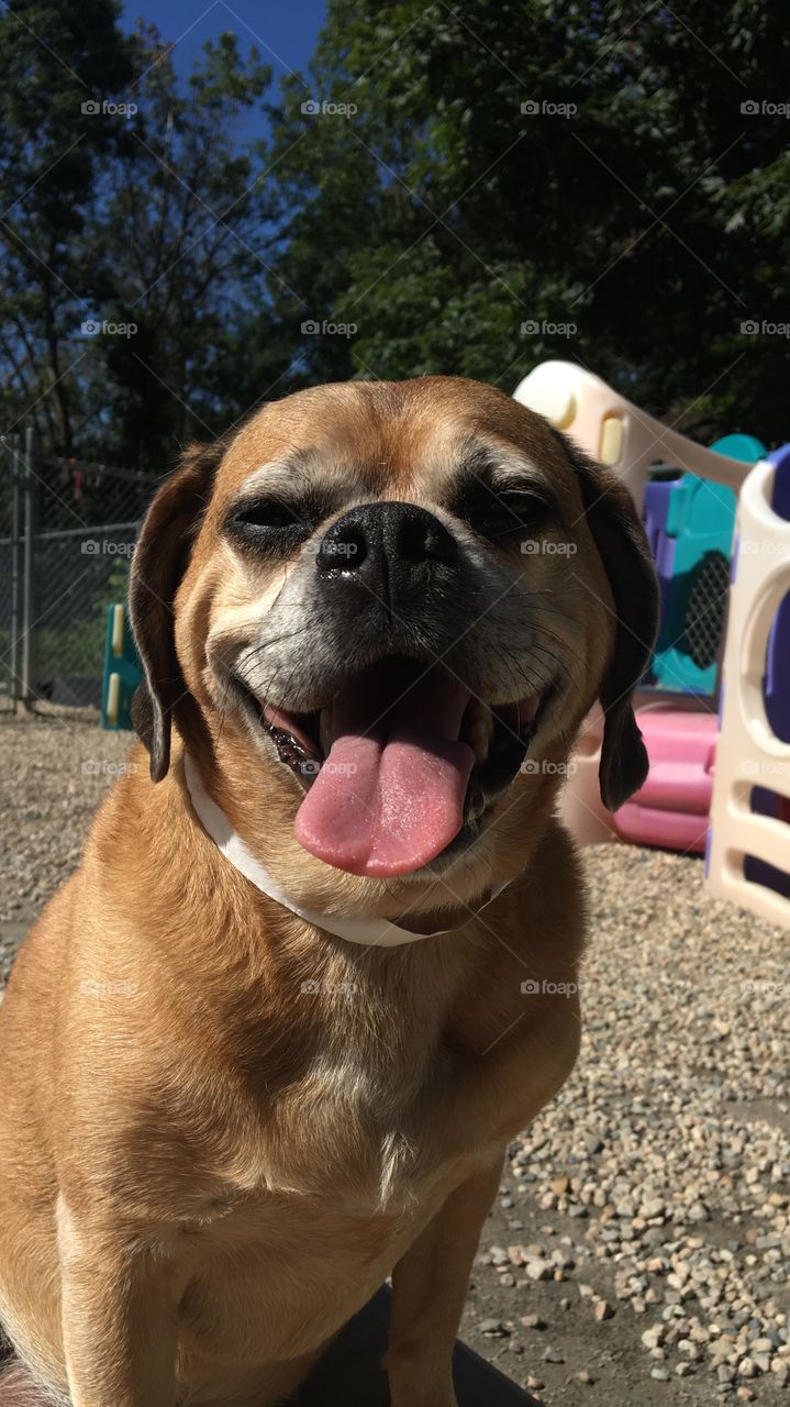 Happy dog at doggy daycare! His smile is so cute!!