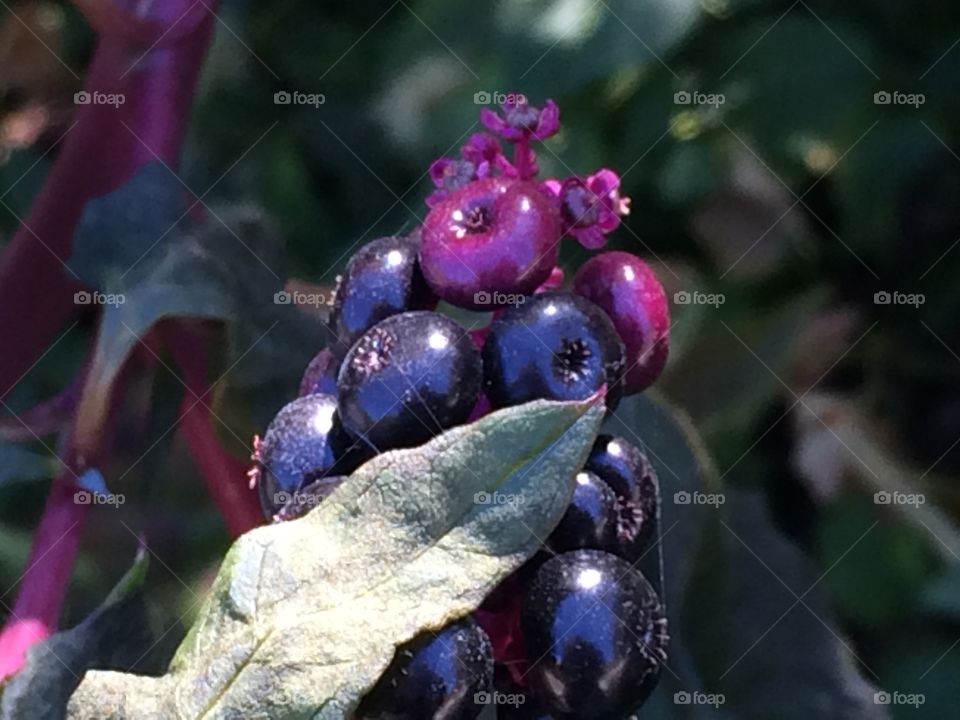 Close up of some weird berry things!?!?