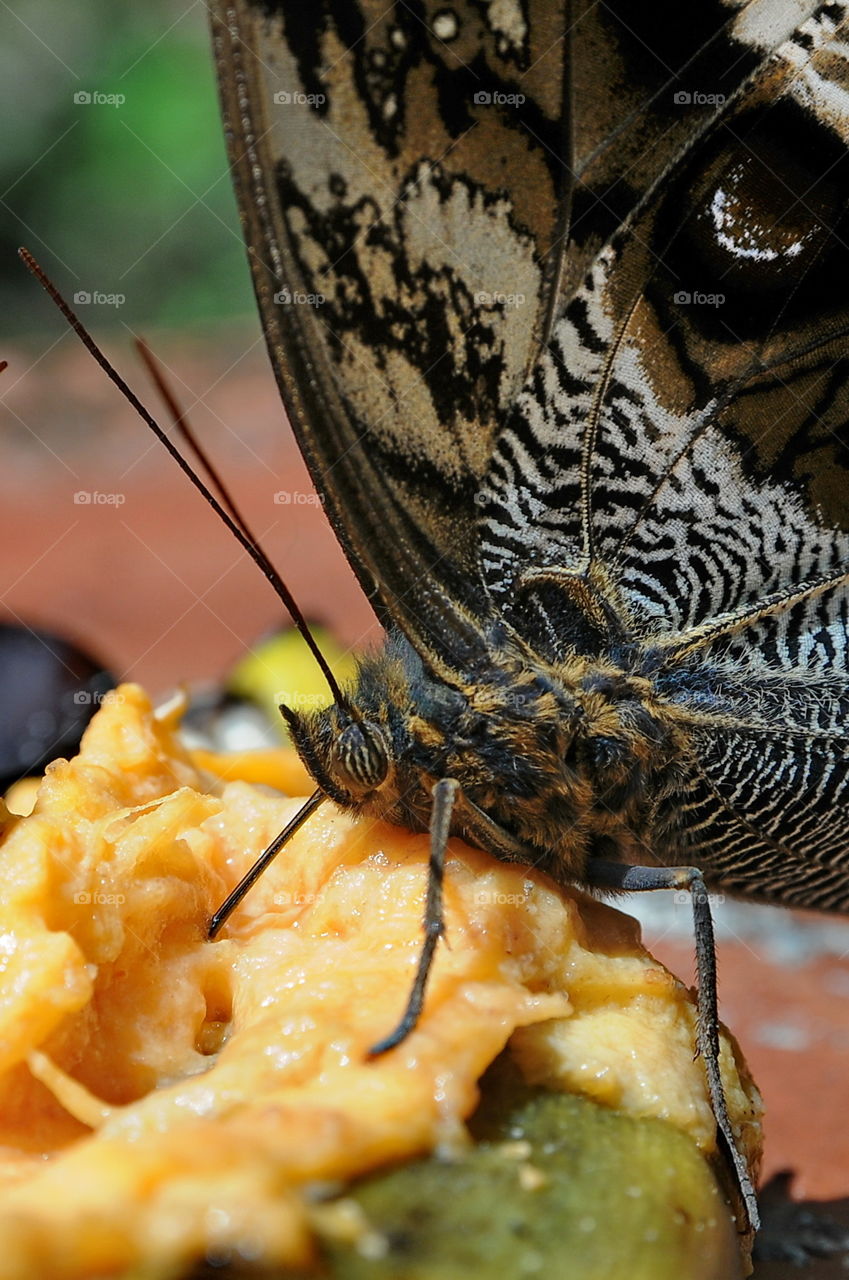 Butterfly feeding at Aguas Calientes, Cusco, Peru.