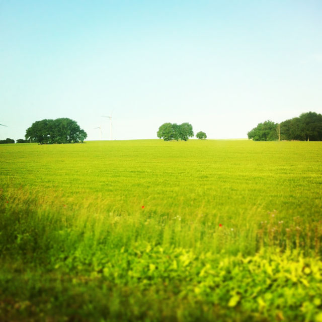 sky green sweden flowers by mattie758