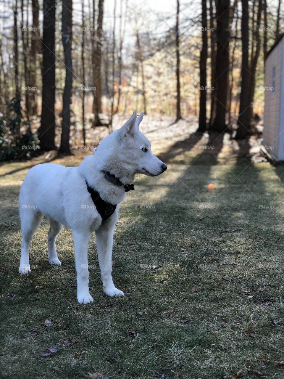 My husky puppy, Sasha, scans the yard with majesty