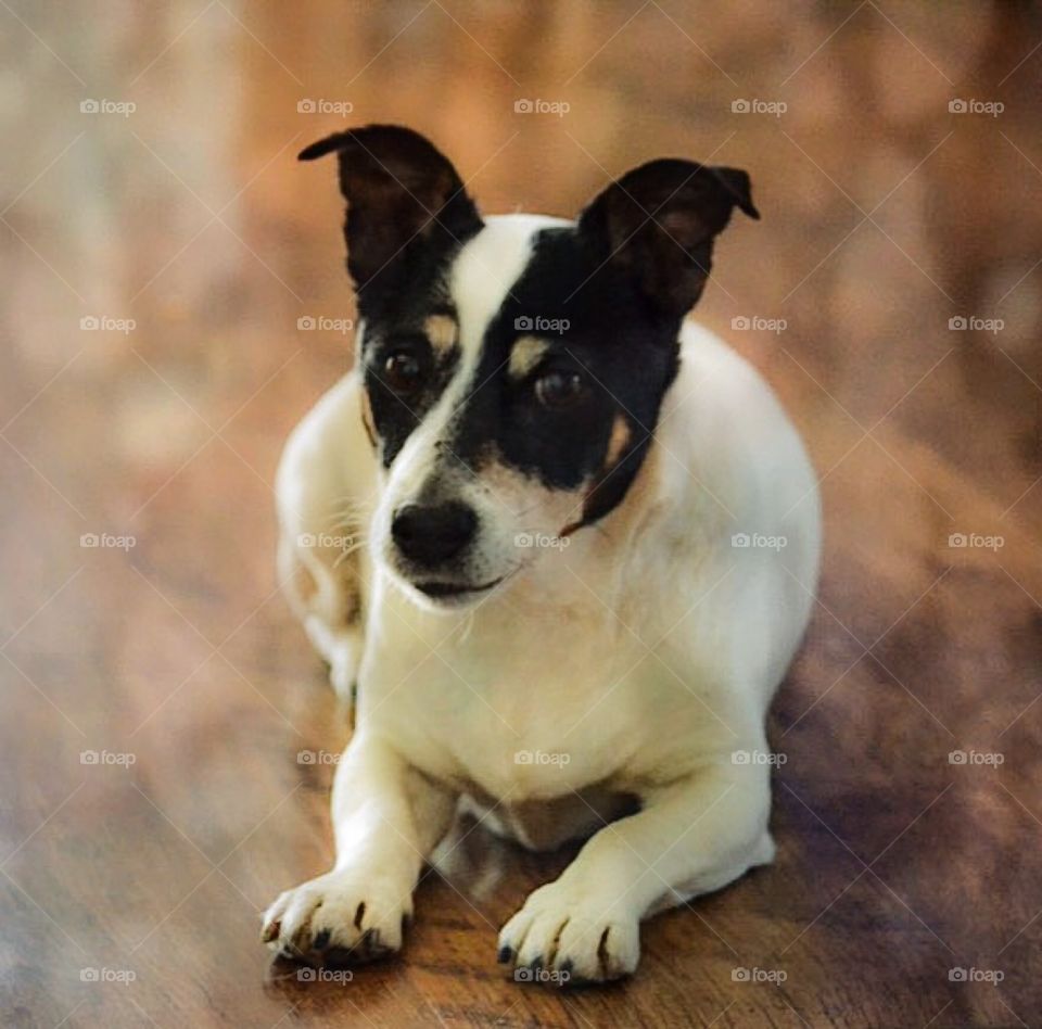 Close-up of a dog