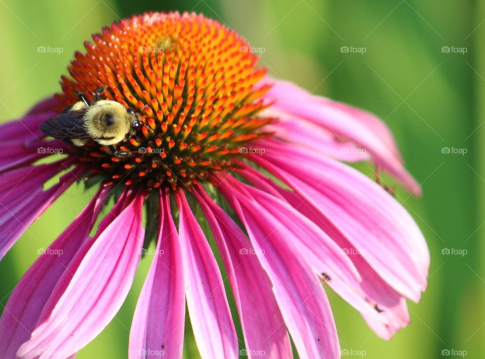 Buzz Buzz Pollinator