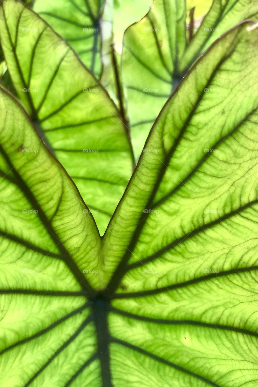 Bright green leaves
