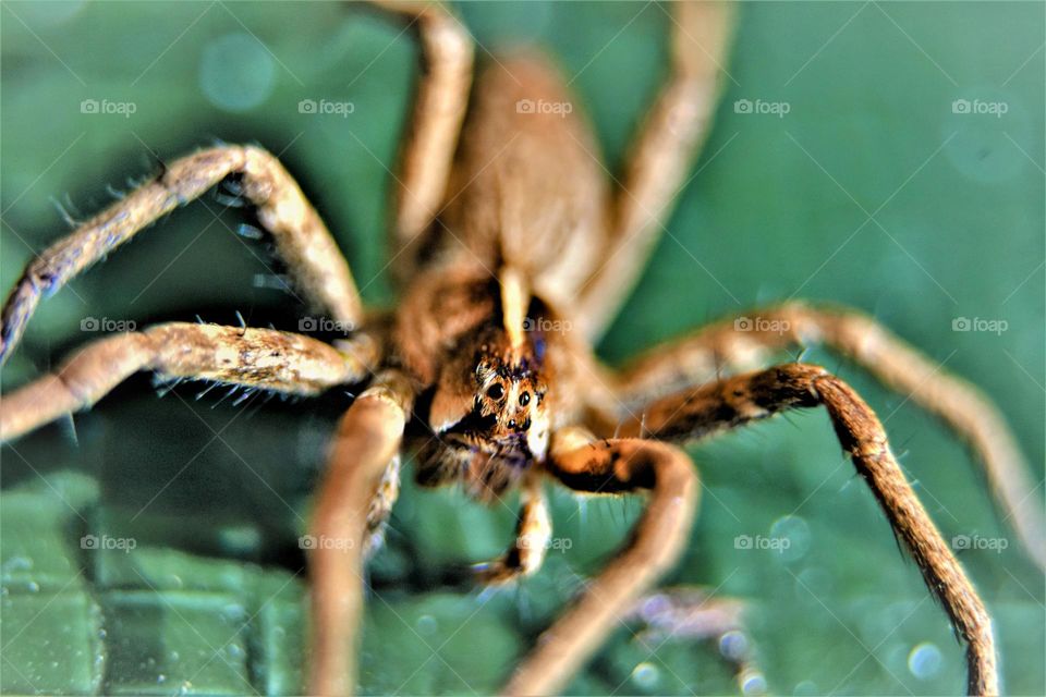 close-up macro picture from a brown spider on a green background looking straight into the camera with an almost human looking face