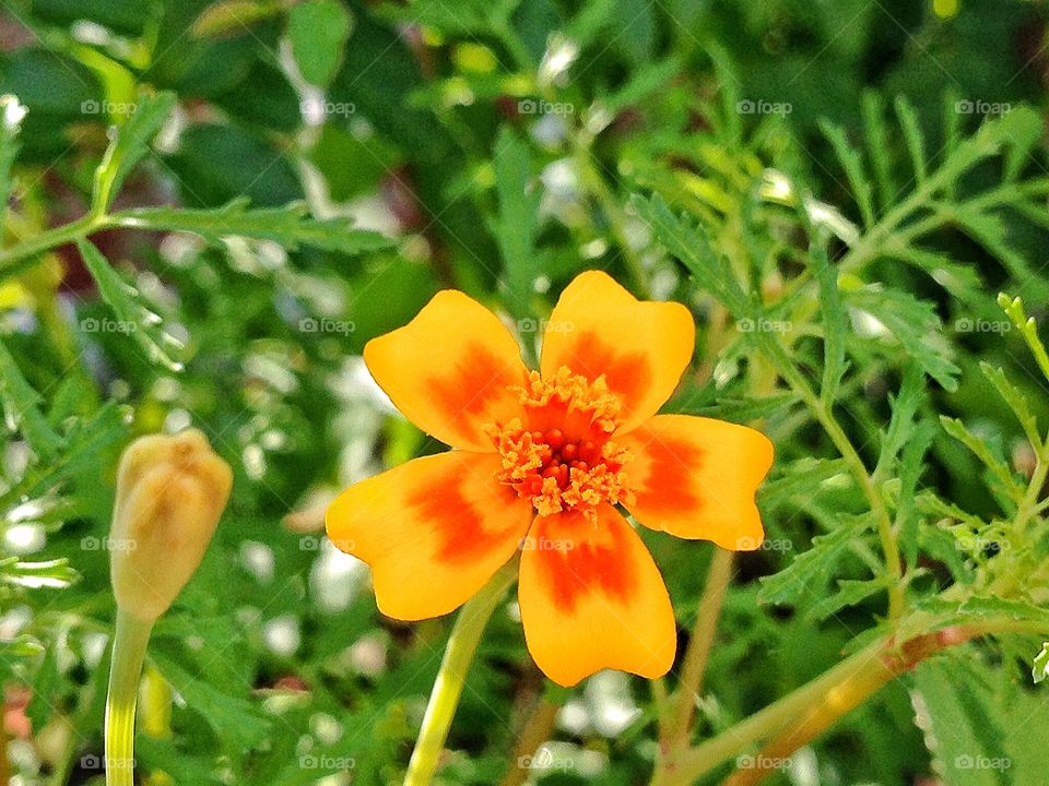 Tagete flowers. A small flower into the green