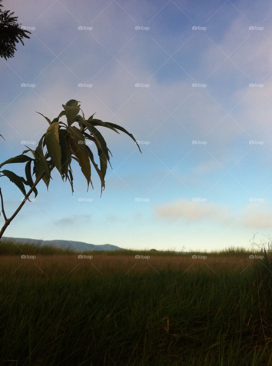 🌅Desperte, Jundiaí. 
Que a jornada diária possa valer a pena!
🍃
#sol #sun #sky #céu #photo #nature #morning #alvorada #natureza #horizonte #fotografia #pictureoftheday #paisagem #inspiração #amanhecer #mobgraphy #mobgrafia #Jundiaí #AmoJundiaí