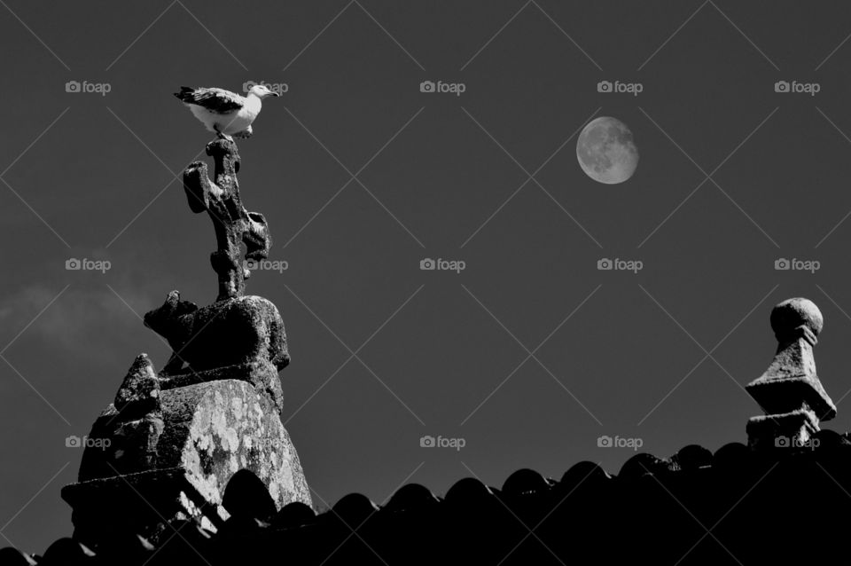 Seagull on a church roof