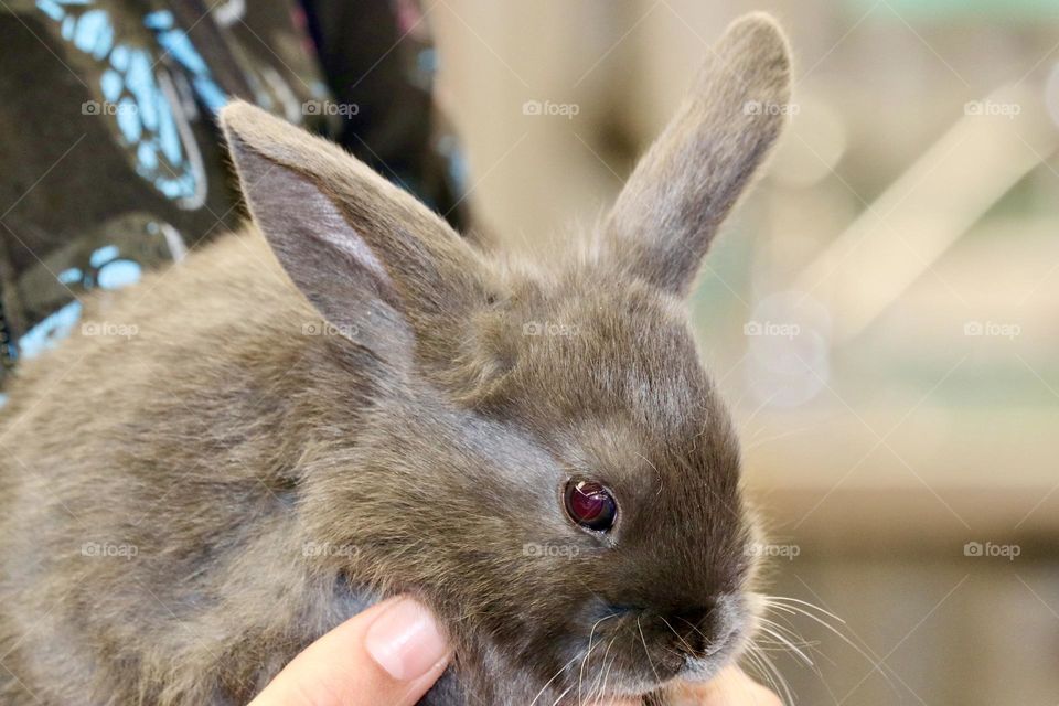 Young grey rabbit with white nose closeup, held, blurred background, year of the rabbit, Oryctolagus cuniculus, mammal of the family Leporidae