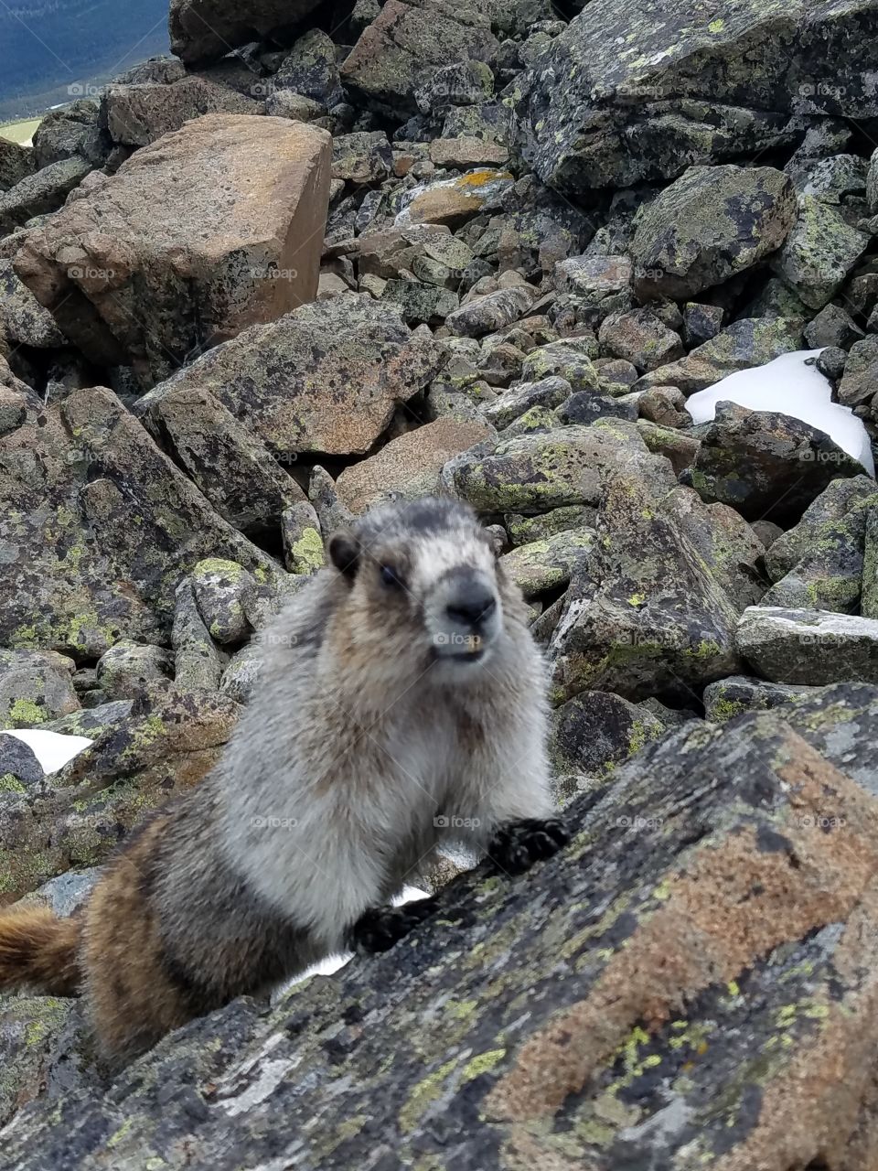 Marmot at Glacier National Park