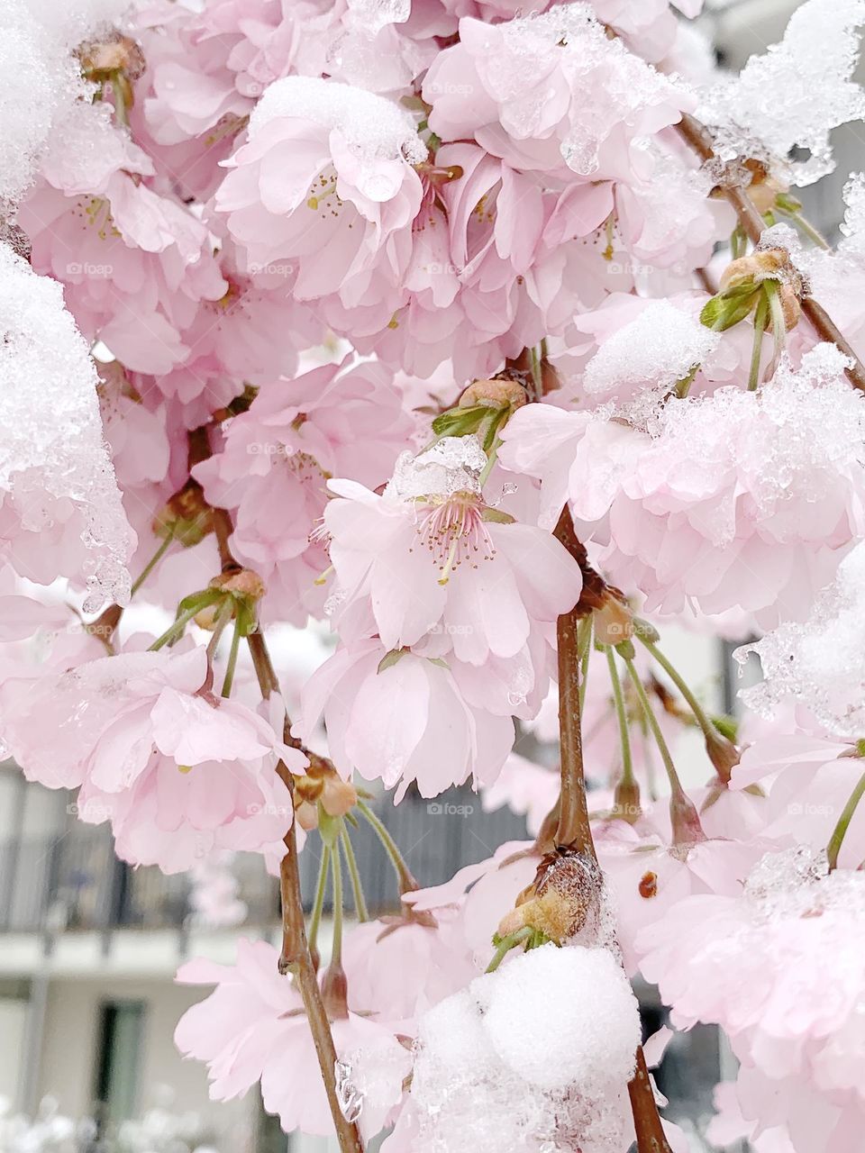 Snow covered pink flowers 