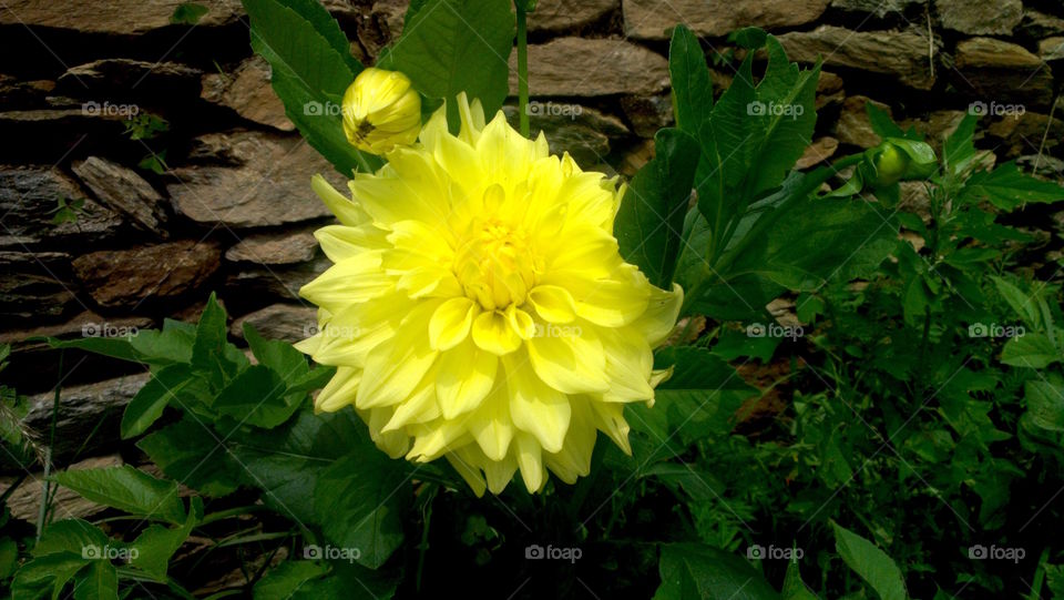 Yellow Flower 
