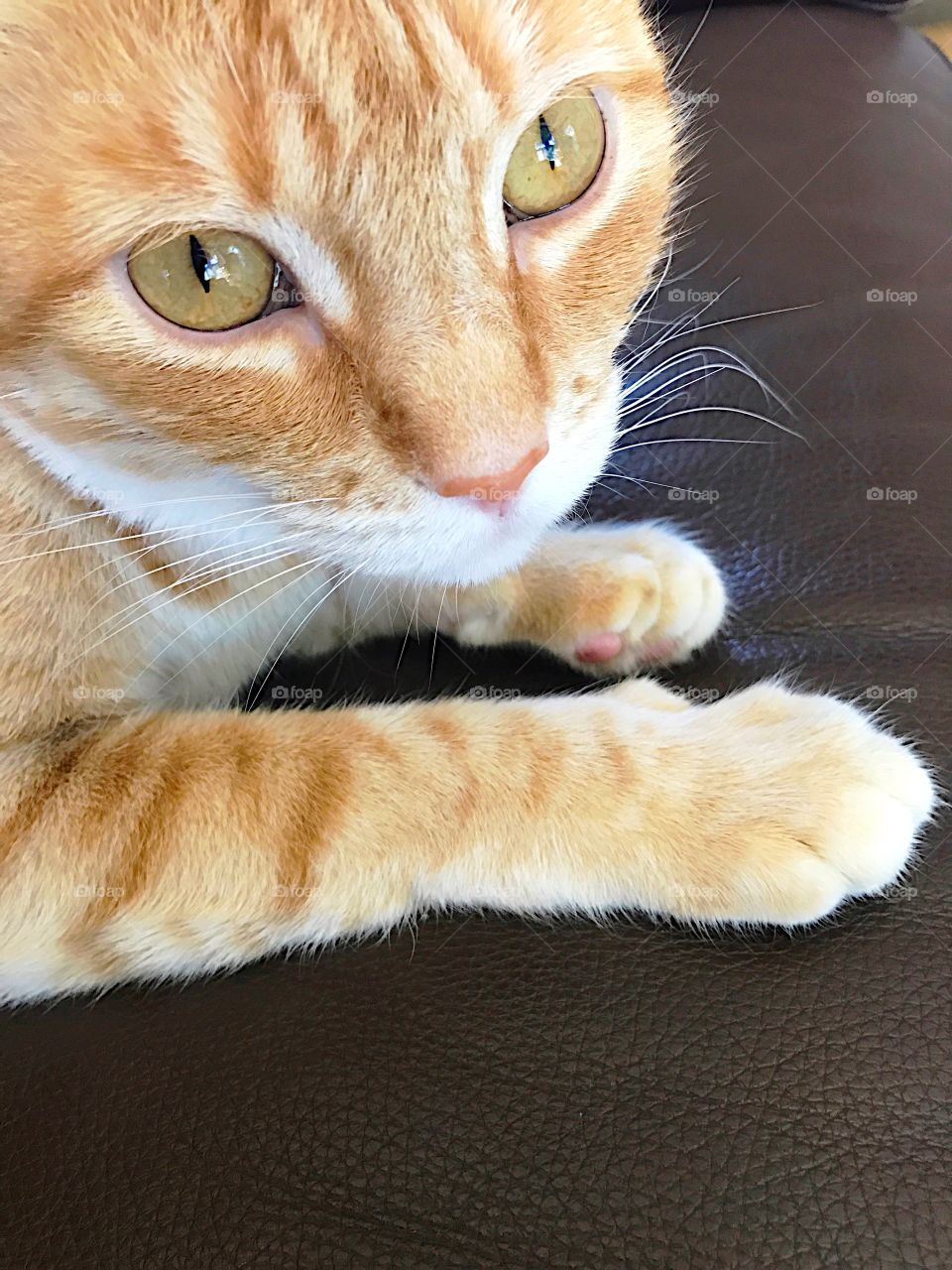 Orange cat closeup
