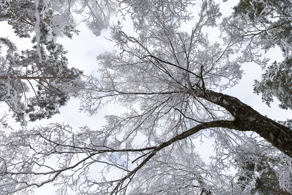 Frozen forest