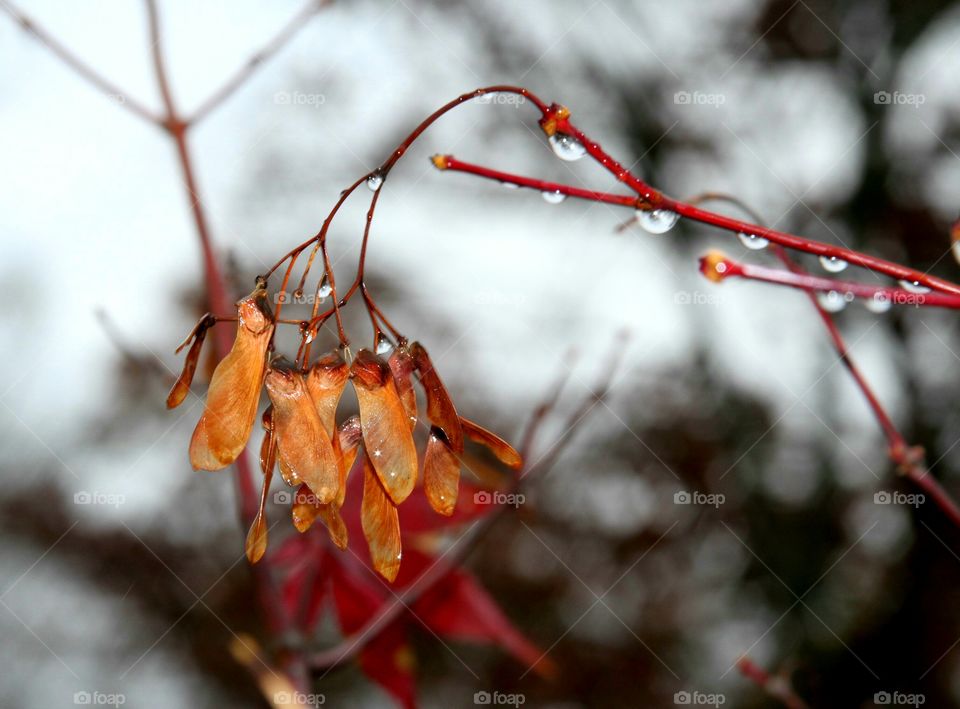 helicopter  seeds on maple tree in the rain