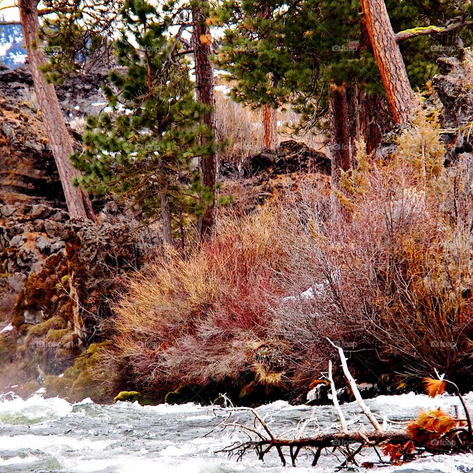 Hardened lava rock, bushes, snow, and ponderosa pine trees along the banks of the rapids in the Deschutes River in Central Oregon on a winter day.