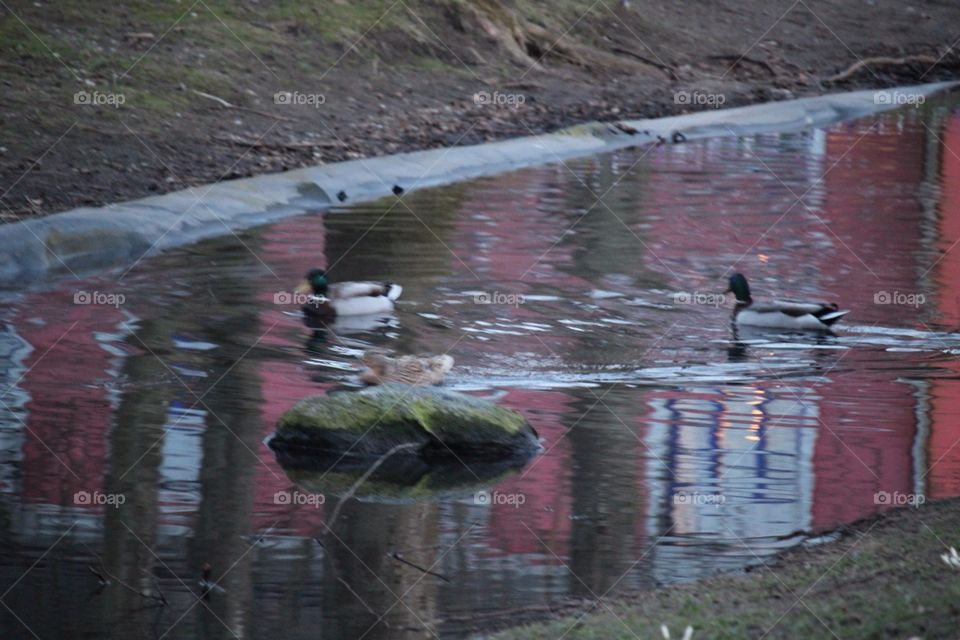 Park and ducks 