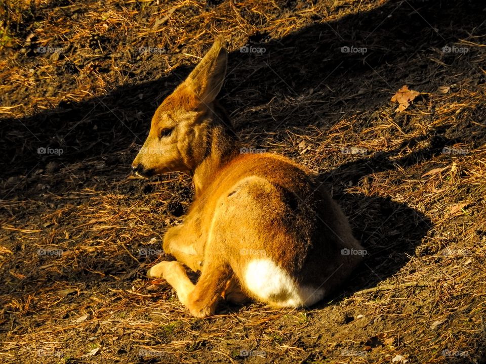 Roe deer sunbath. Siberian or Eastern Roe Deer. Sibirischen Rehwild. Corzo Siberiano. Chevreuil de Sibérie.