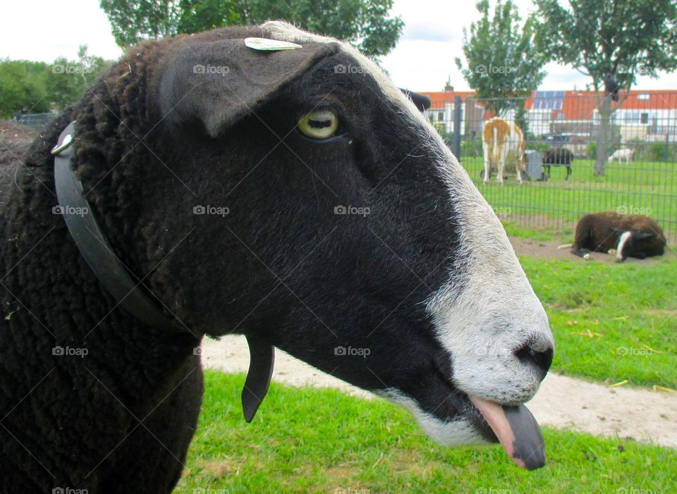 A Sheep sticks her tongue out