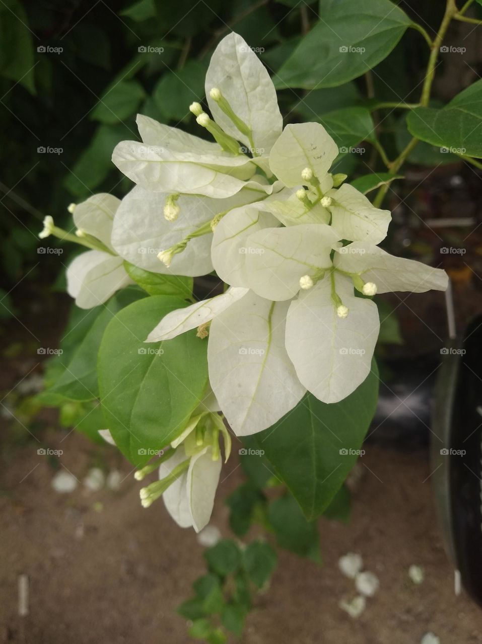 white flower seasonal fresh shurb small size looks very beautiful generally found everywhere